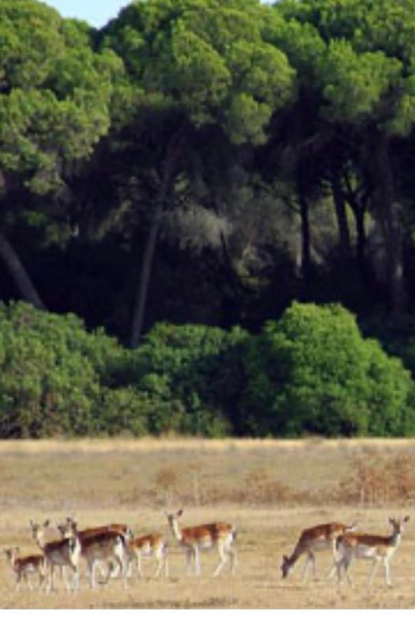 Pequeno Rocio Urbanizacion Privada Villa El Rocío Buitenkant foto